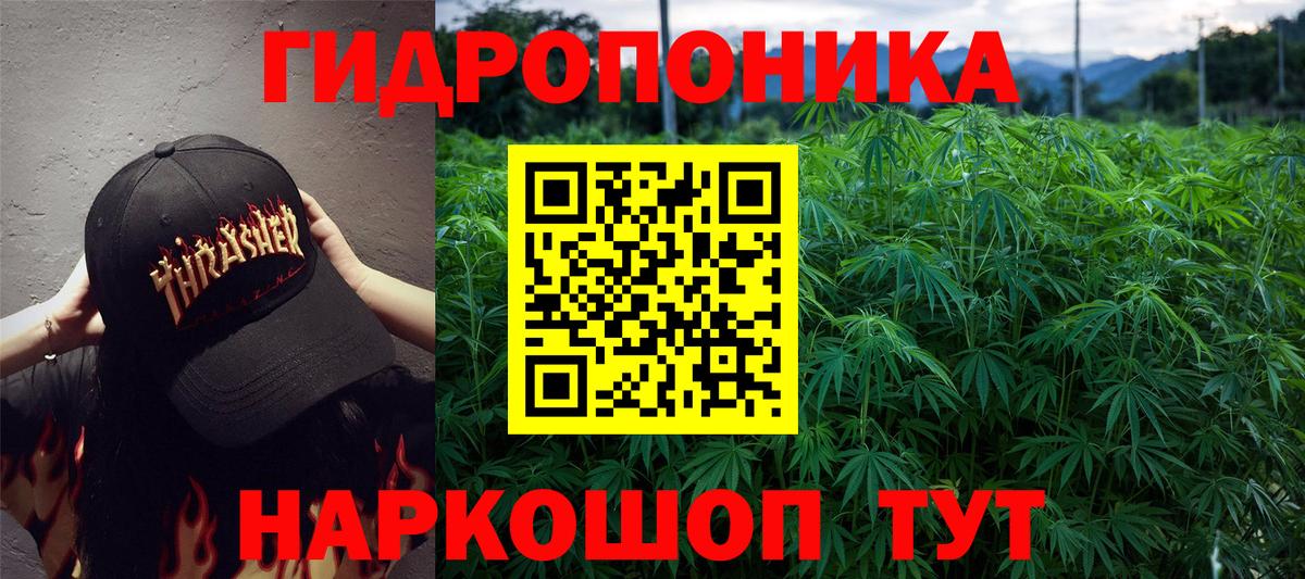 Конопля сатива Менделеевск